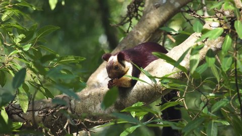 The Indian giant squirrel, or Malabar giant squirrel, is a large tree squirrel species native to forests and woodlands in India.