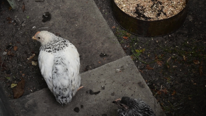 bird pecking camera