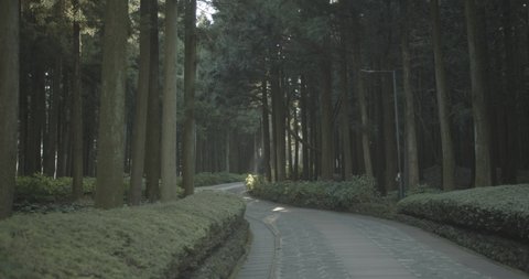 sun shin light forest road
