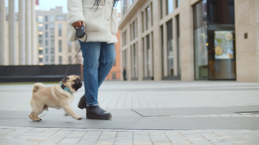Dog walker strides with his pet on leash while walking at street pavement. Cropped shot of afro-american woman owner walking with pug dog along city street Royalty-Free Stock Footage #1064847574