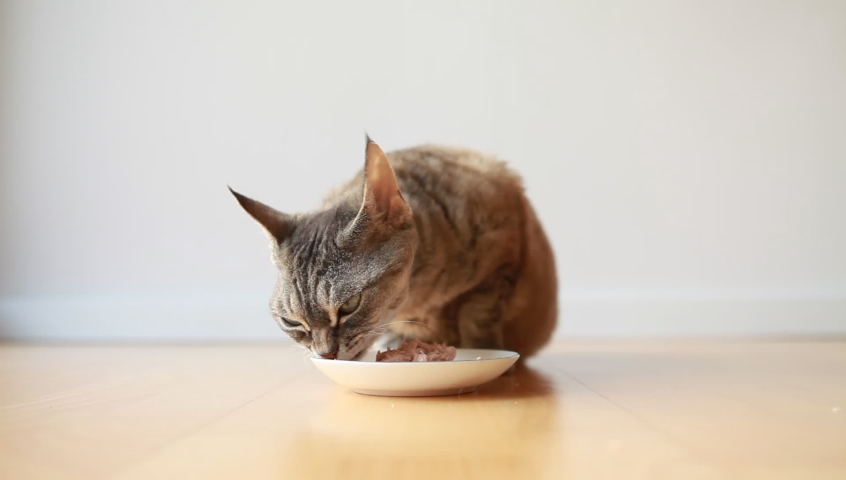 Beautiful tabby Devon Rex cat sitting next to a food plate placed on the wooden floor and eating wet tin tuna food. Selective focus Royalty-Free Stock Footage #1064849818