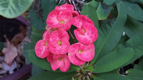 Euphorbia milii Desmoul flower are blooming in the garden