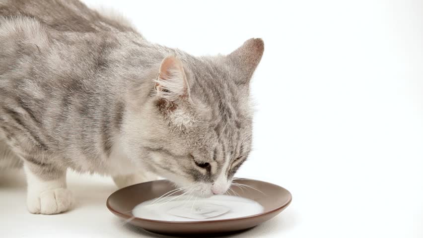 drinking cat milk