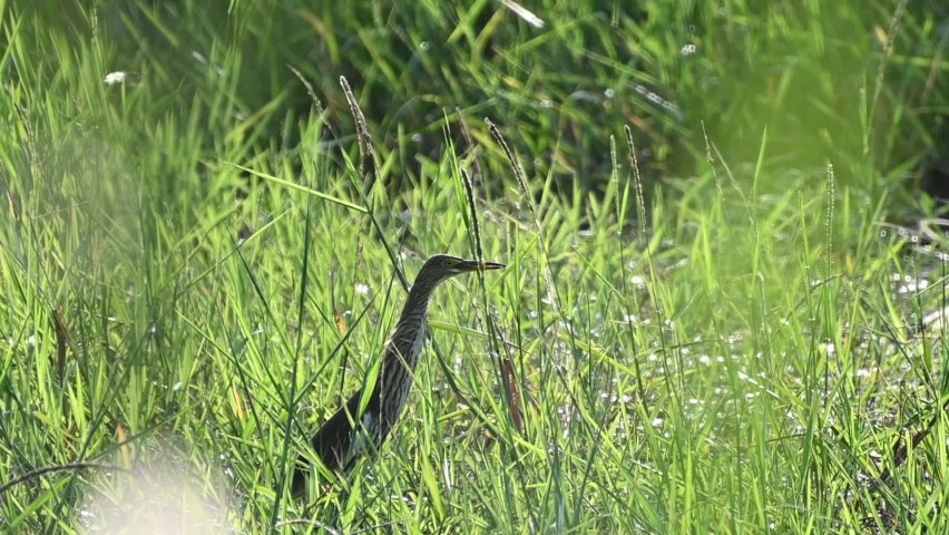 The wild bird was looking for food in the middle of the vast grassland.