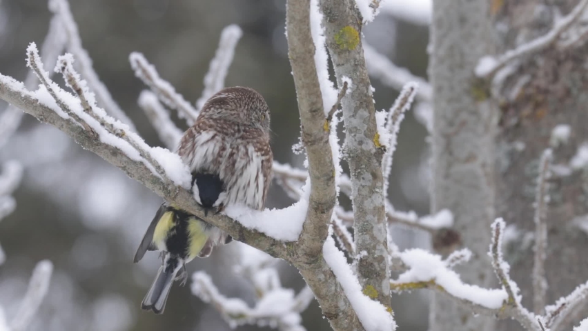 Small predator Eurasian Pygmy Owl, Glaucidium passerinum sitting on a branch with its prey in Estonian boreal forest. Royalty-Free Stock Footage #1064871166