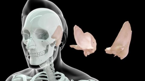 Temporal bone with body skin shader 3d illustration