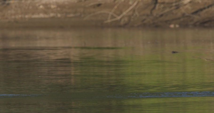 The common tern on a hunt from the Drava River