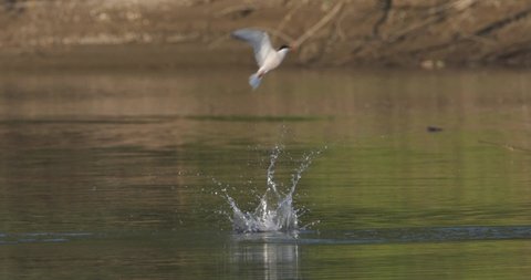 The common tern on a hunt from the Drava River