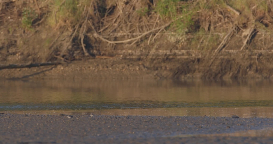 The common tern on a hunt from the Drava River
