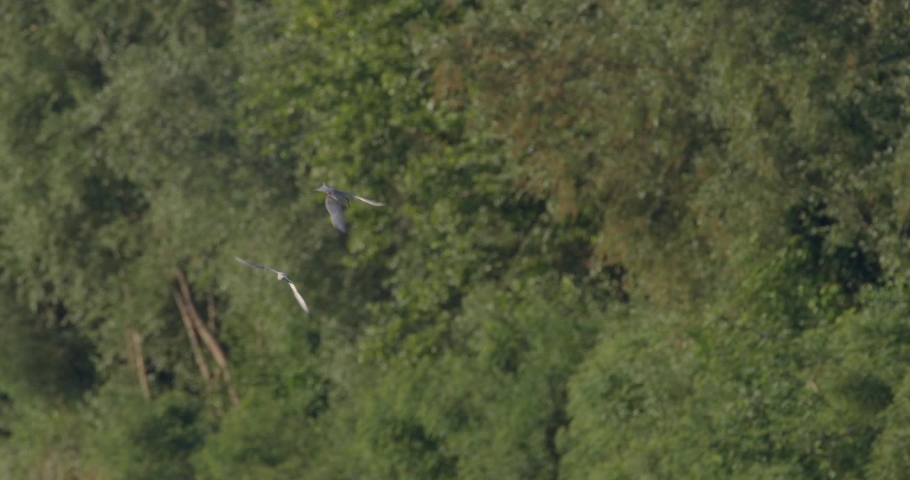 The common tern on a hunt from the Drava River