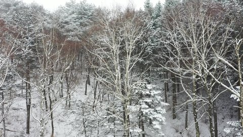 A forest taken with a drone on a snowy day