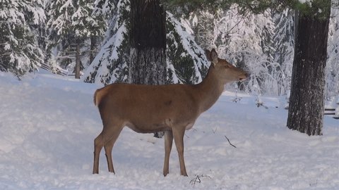 The behavior of deers looking for food in the snowy forests during the winter