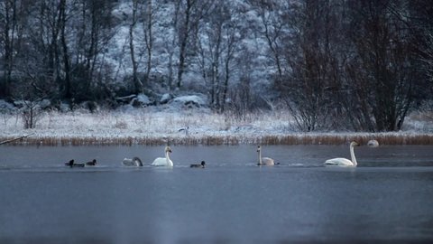 A swan family is looking for food on an unfrozen lake water in Norway in winter time.