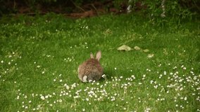Small baby rabbit playing on a green meadow - healthy ecosystem, zero waste concept