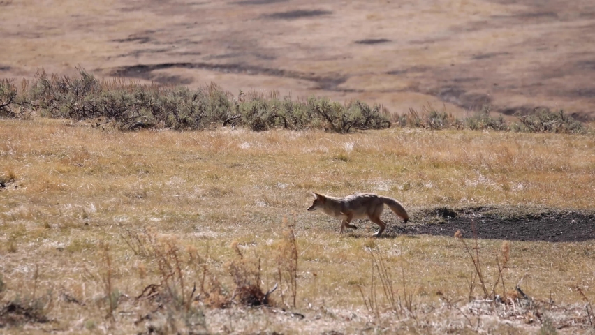 Coyote Hunts And Pounces In Open Field Then Eats Royalty-Free Stock Footage #1064882620