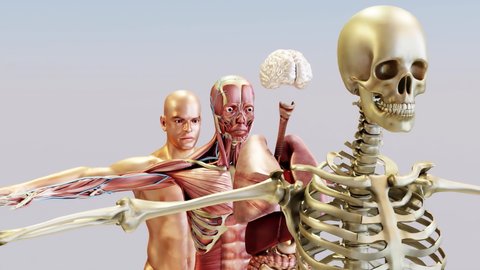 Human anatomy, muscles, organs, bones. Creative color palettes and designer details, unstructured showing parts, 3d render, 