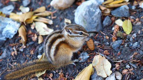 Chipmunk eating pinecone in canada