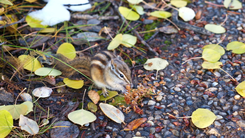 Chipmunk eating a pinecone in canada