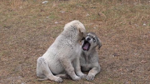 Two little puppies sitting, biting, licking, and playing with each other.