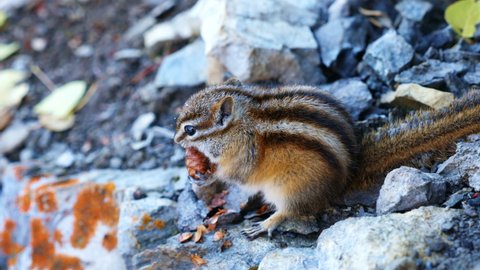Chipmunk eating pinecone in canada