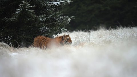 Young female Siberian tiger (Panthera tigris altaica) on the hunt. Slow motion. Fields in winter covered with snow. Wild animal in its natural habitat.