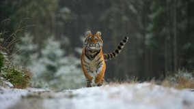 A large young female Siberian tiger (Panthera tigris altaica) runs directly against the camera. Slow motion video. Road covered with a snow, snowing.