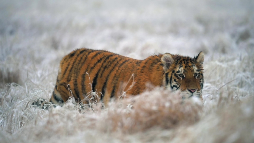 Young female Siberian tiger (Panthera tigris altaica) on the hunt. Slow motion. Fields in winter covered with snow. Wild animal in its natural habitat. Royalty-Free Stock Footage #1064890759