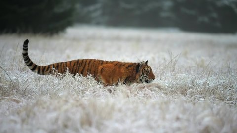 Siberian tiger (Panthera tigris altaica) running over a field covered by a snow. Big cat in the wild in its natural habitat. Slow motion.