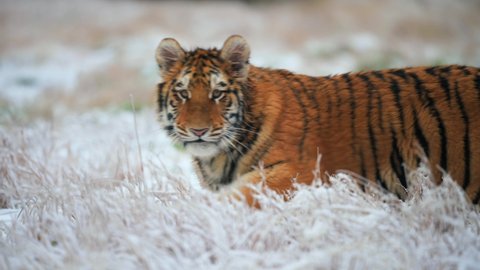 A large young female wild Siberian tiger (Panthera tigris altaica) walking on a frozen fields near a camera. Wild animal big cat in its natural habitat.