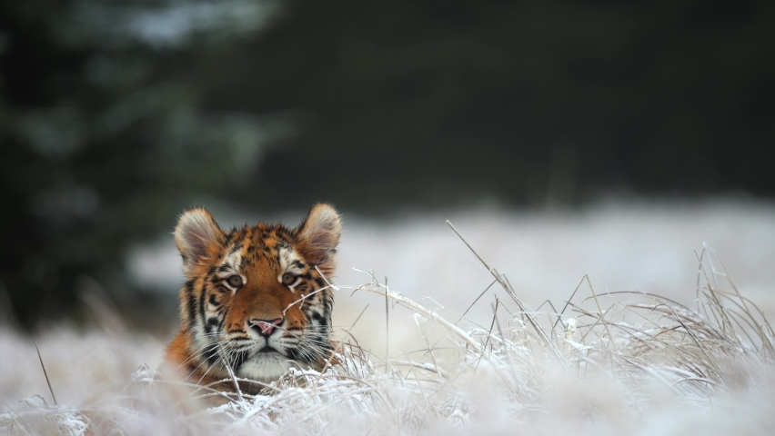 Huge female siberian tiger (Panthera tigris altaica) looks for a prey. Big cat in the wild in its natural habitat. Running over a field covered by a snow. Royalty-Free Stock Footage #1064890783