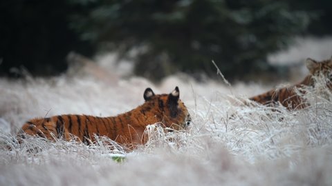 Two siberian tigers (Panthera tigris altaica) playing together in the frozen grass. Big cat in its natural habitat.