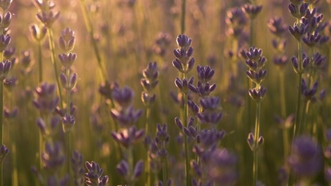 Purple levandule flowers field or meadow in sunset lights. Slow motion. 