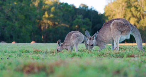 Wild Kangaroos and joeys on open grass land in Gold Coast, Queensland, Australia