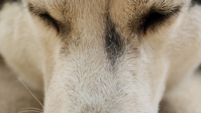 Close up Siberian Husky dog eyes are staring at the camera. Royalty-Free Stock Footage #1064893030