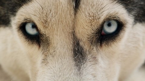 Close up Siberian Husky dog eyes are staring at the camera.