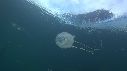 Cubozoa Box Jelly fish ( Chironex Fleckeri) swims under the dive boat