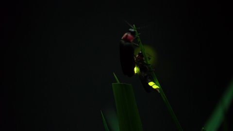 Firefly. Fireflies sticking to leaves and glowing desperately.