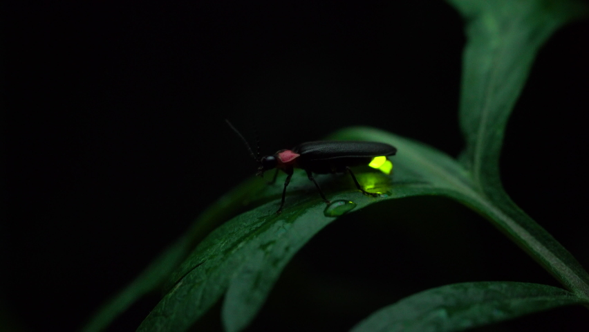 черные светлячки