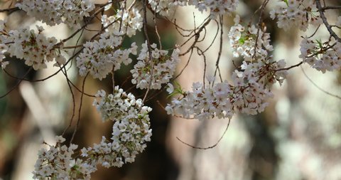 桜背景 おしゃれ Stock Video Footage 4k And Hd Video Clips Shutterstock