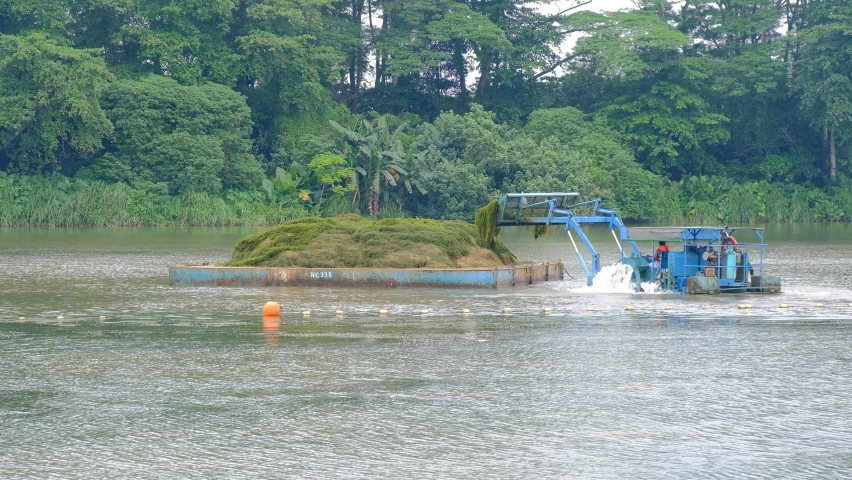 Worker on a weed clearing water tractor (or aquatic weed harvester), piling weeds onto a barge. Birds like egret and heron can be seen wandering about, searching for food.