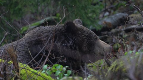 Big brown bear relaxing in heavy rain
