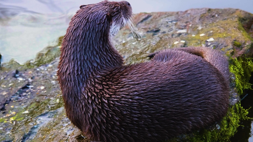 Close up of river otter standing on a rock and looking around.	