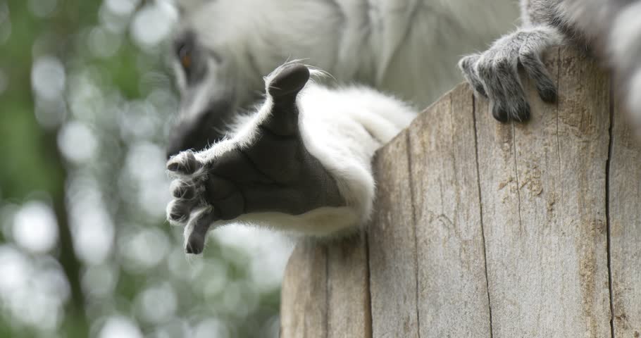 Lemur