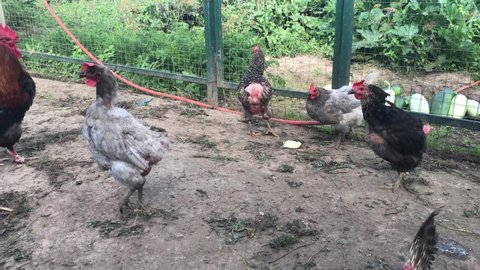 On the farm there are three chickens fighting, that even the feathers fly, and the rooster watches. Fight of black, gray and motley hens in the pen. 