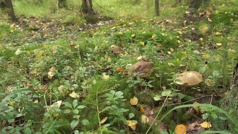 Closeup view of big brown edible mushrooms growing in autumn forest among grass and moss. Fallen yellow foliage in wild woodland. Harvest in woods during fall.