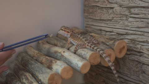 Baby of bearded agama dragon is sitting on log bridge and eating insects at home. Human is feeding agama from tweezers in terrarium. Eating cockroach.