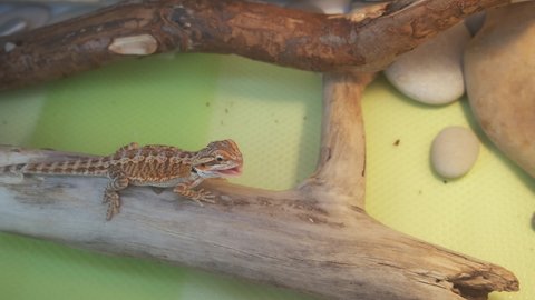 Baby of bearded agama dragon is sitting on log and eating insects at home. Human is feeding agama from tweezers in terrarium. Eating cockroach. The content of the lizard at home.