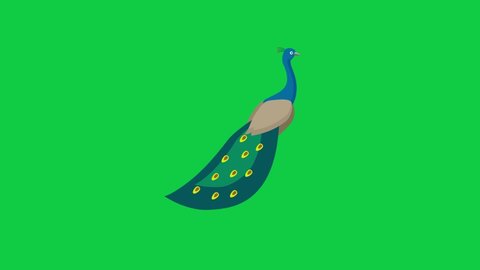 Peacock Flat Animated Icon on Green Screen Background. 4K Animated Animal Icon to Improve Your Project and Explainer Video.
