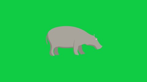 Hippopotamus Flat Animated Icon on Green Screen Background. 4K Animated Animal Icon to Improve Your Project and Explainer Video.