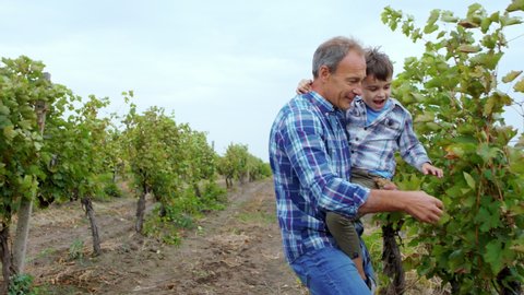 In the vineyard charismatic grandpa and his cute small nephew waking together through the grapes they take some harvest to tasty concept of organic growing. 4k